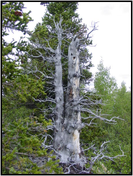 flora: tree: unknown tree : s-dsc026312.jpg