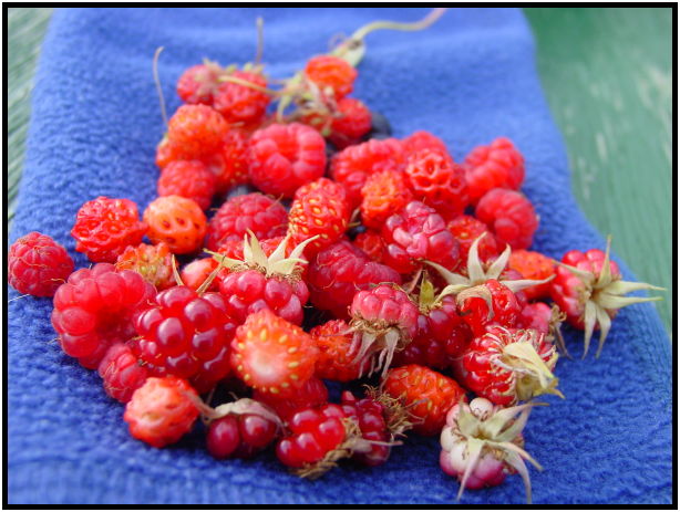 flora: berry: raspberry : s-dsc026265.jpg