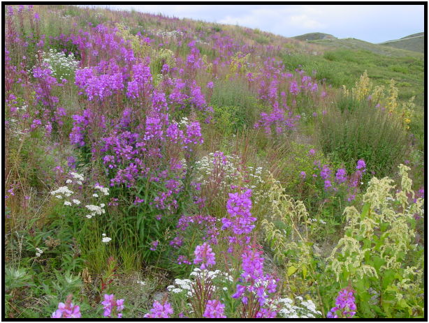flora: flower: fireweed : s-dsc026547.jpg