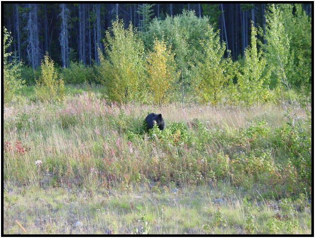 animal: bear : s-dsc026735.jpg