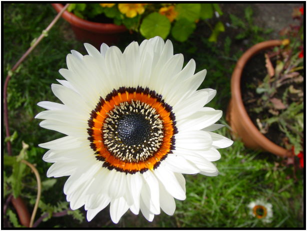 flora: flower: unknown flower : s-dsc026049.jpg