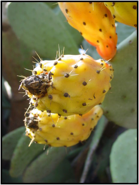 flora: fruit: prickly pear cactus fruit : s-dsc027781.jpg
