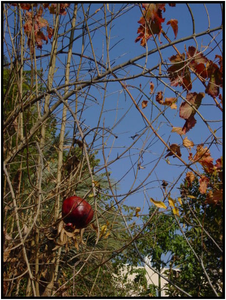 flora: fruit: pomegranate : s-dsc027783.jpg