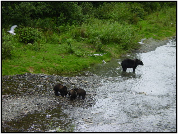 animal: bear : s-dsc026786.jpg