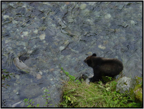 animal: bear : s-dsc026804.jpg