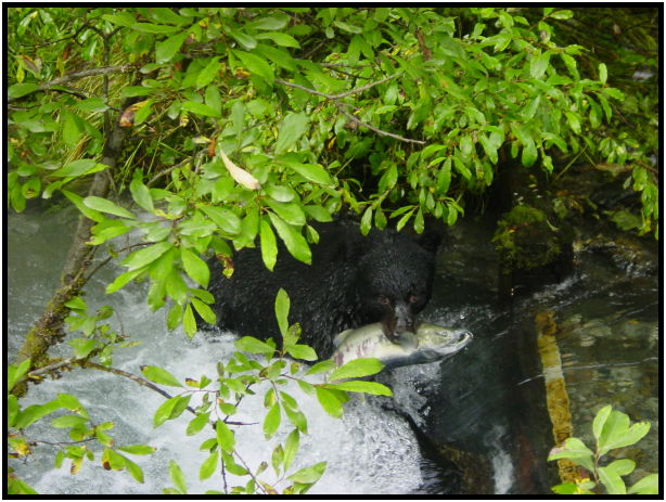 animal: bear : s-dsc026833.jpg