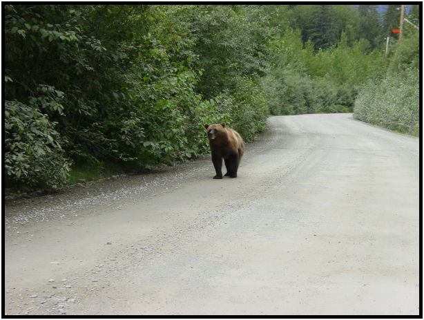 animal: bear : s-dsc026846.jpg