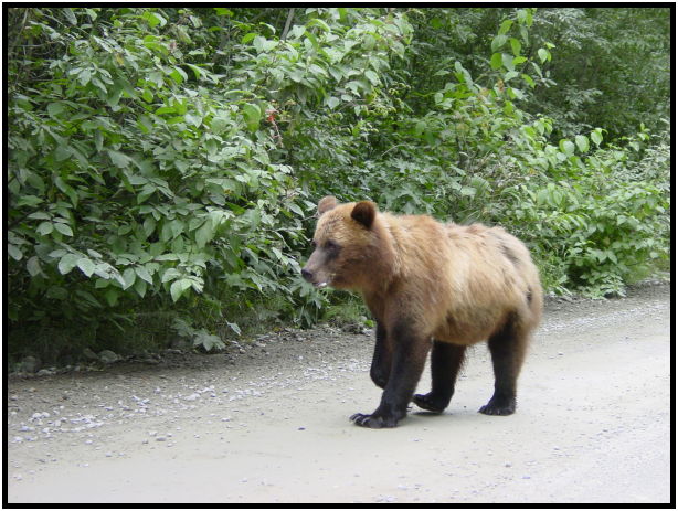 animal: bear : s-dsc026847.jpg