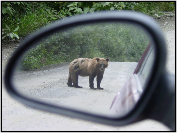 animal: bear : s-dsc026851.jpg