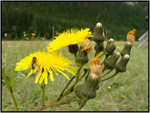 flora: flower: unknown flower : s-dsc026859.jpg
