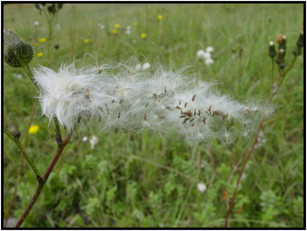 flora: flower: unknown flower : s-dsc026872.jpg