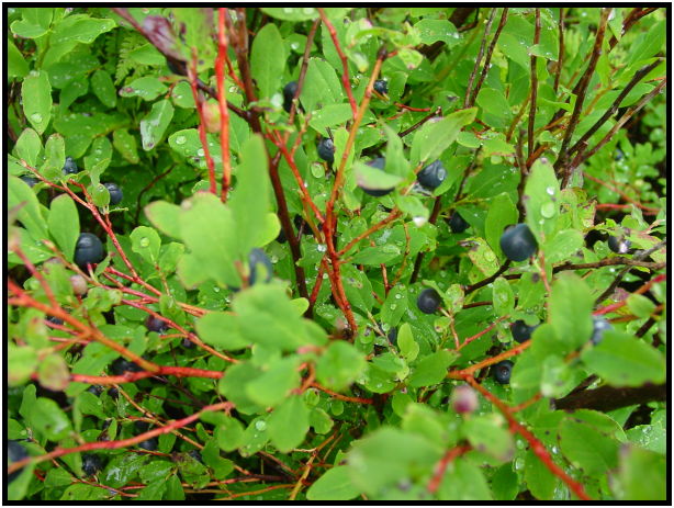 flora: berry: blueberry : s-dsc026340.jpg