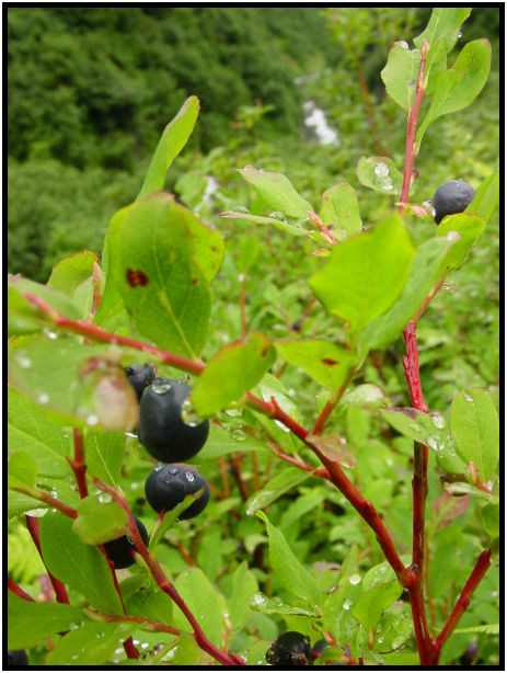 flora: berry: blueberry : s-dsc026347.jpg