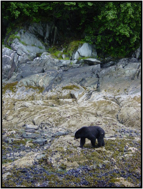 animal: bear : s-dsc026409.jpg