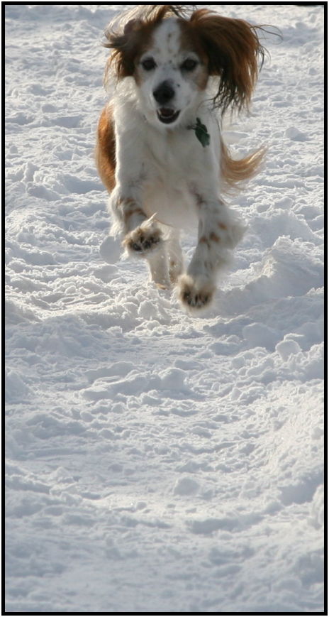animal: dog : s-flying_dog.jpg