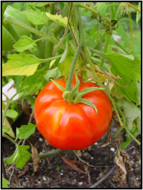 flora: fruit: tomato : s-dsc027853.jpg