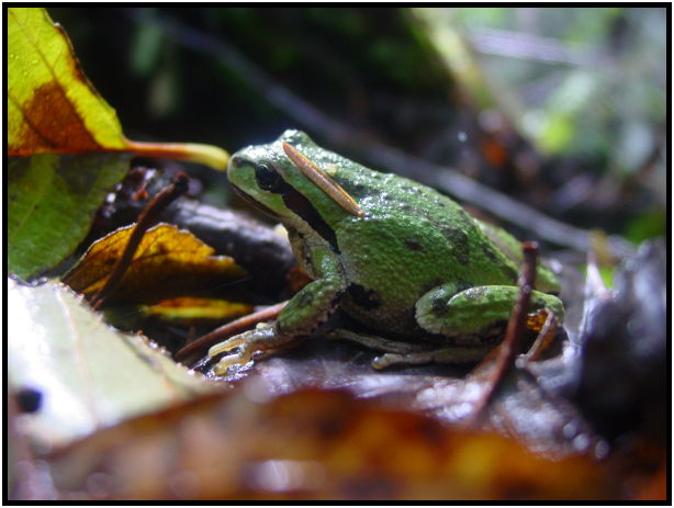 animal: frog : s-dsc08278.jpg