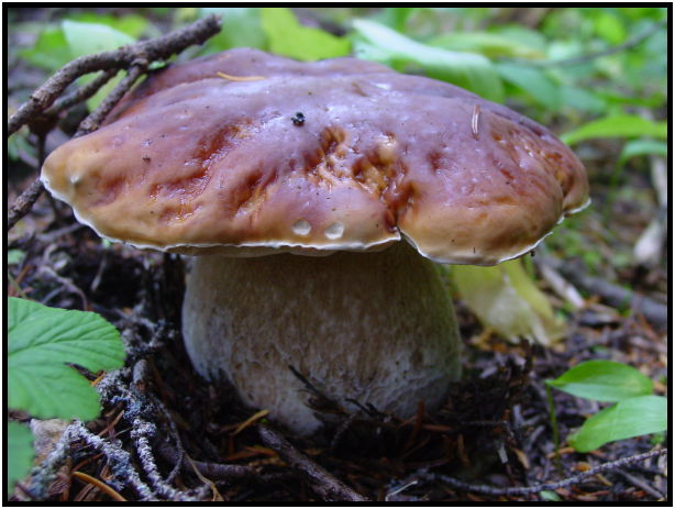 flora: mushroom: mushroom unknown : s-dsc027894.jpg