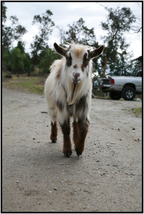 animal: goat : s-IMG_1501.jpg