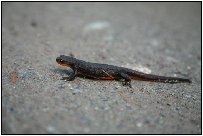 place: Canada: British Columbia: Galiano Island : s-IMG_1573.jpg