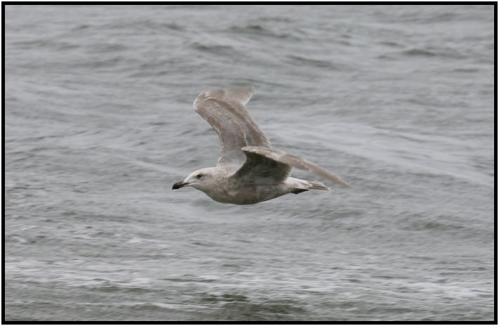 bird: sea gull : s-IMG_1911.jpg