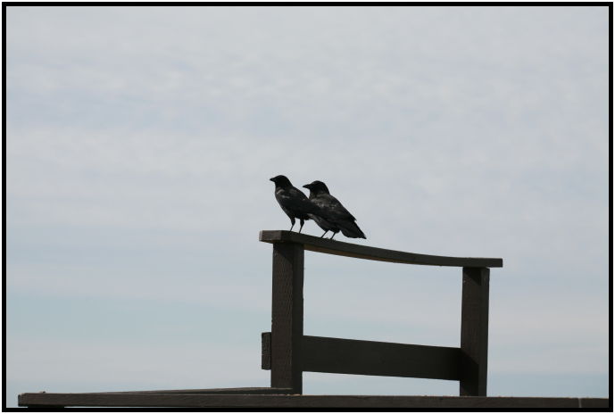 bird: crow : s-IMG_2290.jpg