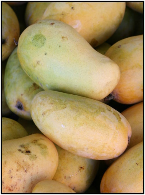 flora: fruit: mango : s-IMG_4477.jpg
