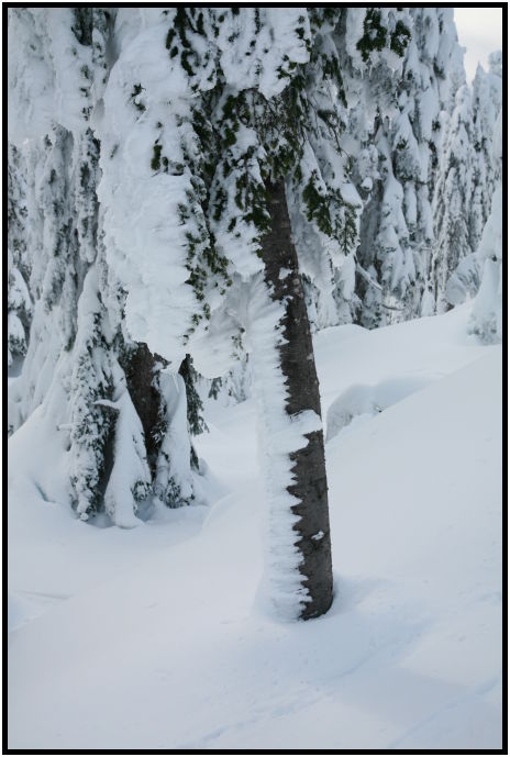 place: Canada: British Columbia: Vancouver: Hollyburn Mountain : s-IMG_1076.jpg