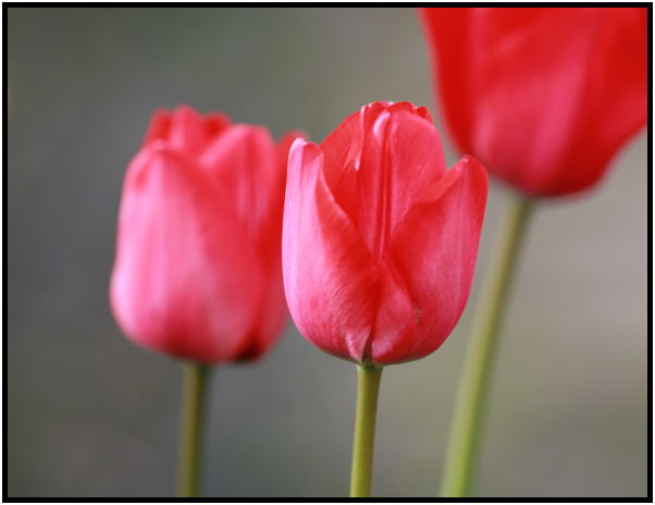 flora: flower: tulip : s-IMG_2571.jpg