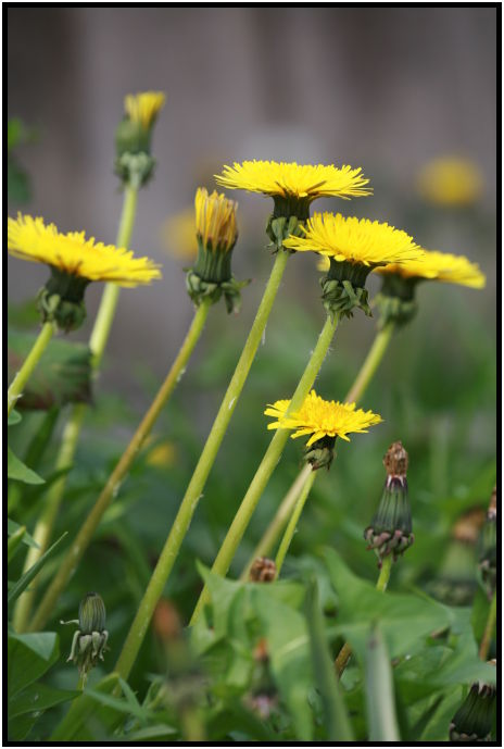 flora: flower: dandy lion : s-IMG_2587.jpg