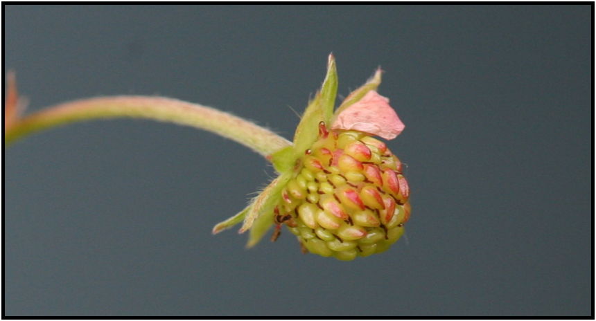 flora: berry: wild strawberry : s-IMG_4186-2.jpg