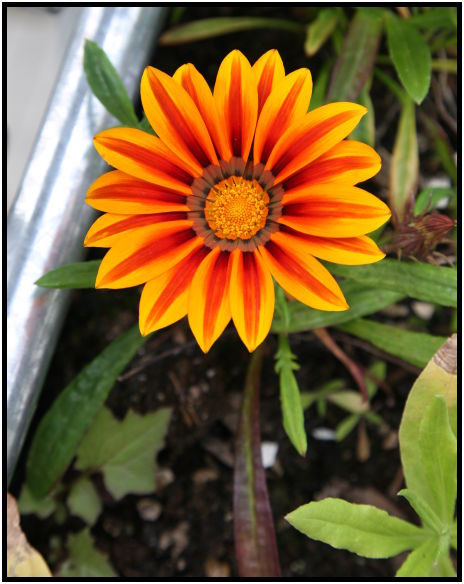 flora: flower: unknown flower : s-IMG_4834.jpg