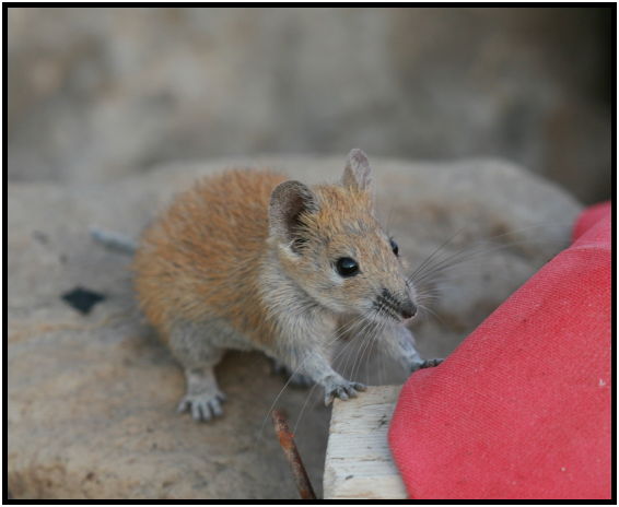 animal: mouse : s-IMG_4027.jpg