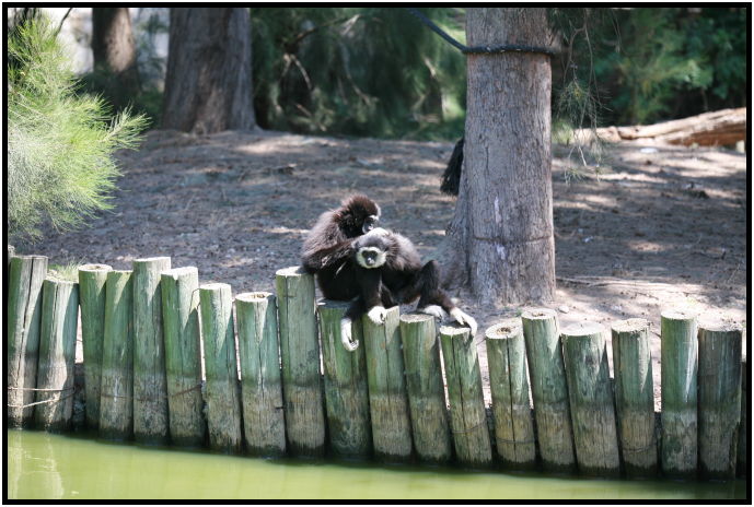 animal: monkey : s-IMG_3267.jpg