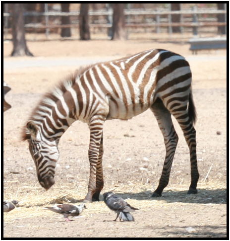 animal: zebra : s-IMG_3295.jpg