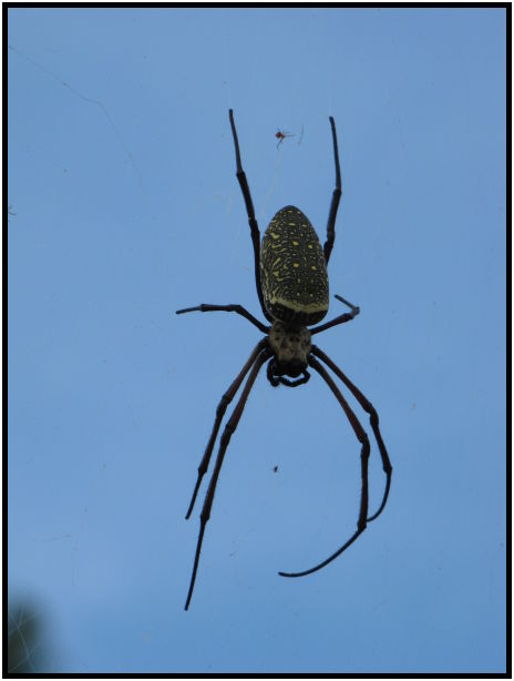 insect: spider : s-IMG_0464.jpg
