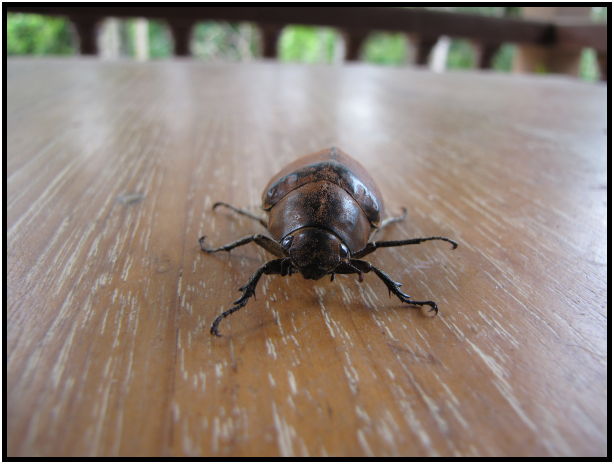 insect: beetle : s-IMG_0486.jpg