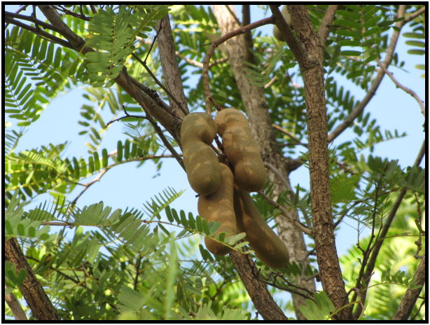 flora: fruit: tamarind : s-IMG_0385.jpg