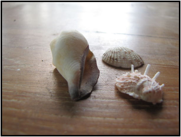 object: shell : s-IMG_0832.jpg