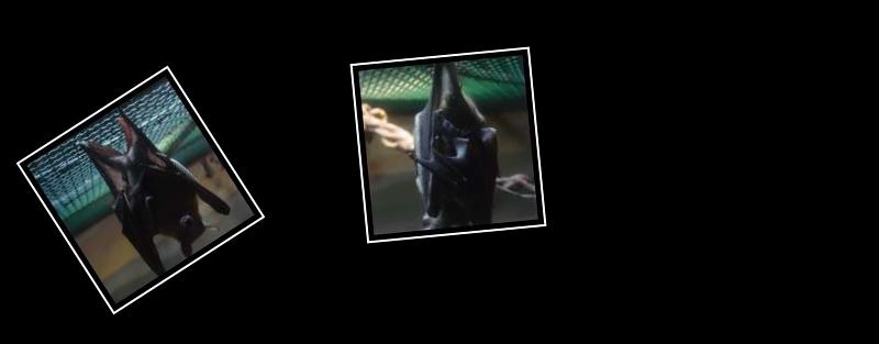 bat