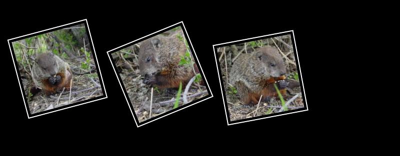 beaver