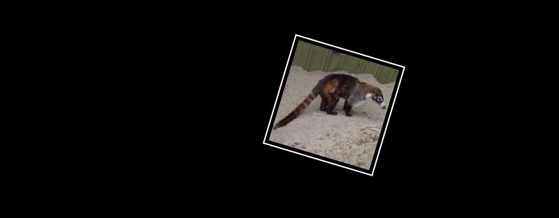 coati