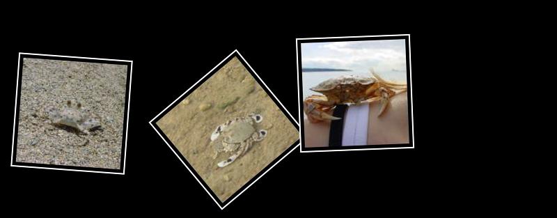crab