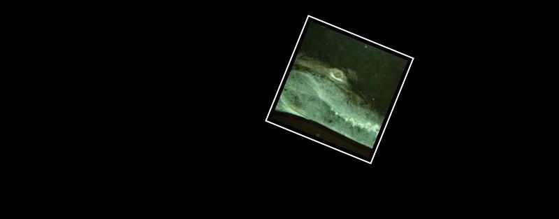 crocodile