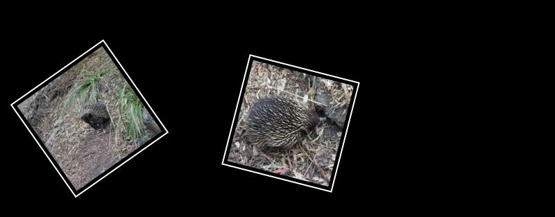 echidna
