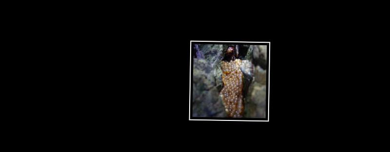fish eggs
