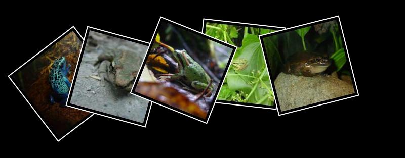 frog