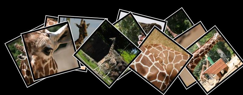 giraffe