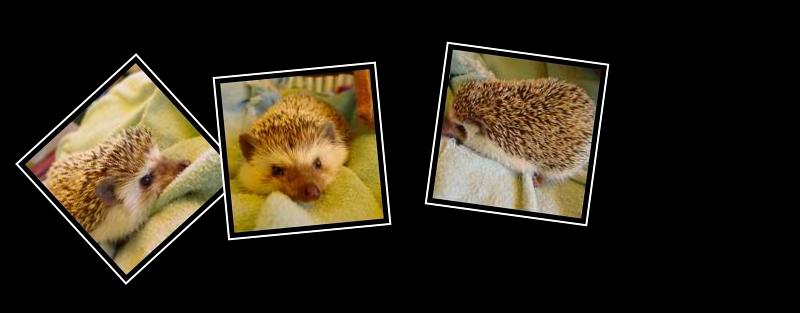 hedgehog
