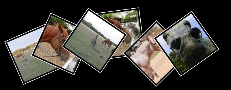 horse